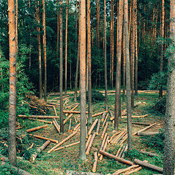 Норвегия стала первой в мире страной, которая отказалась от вырубки леса