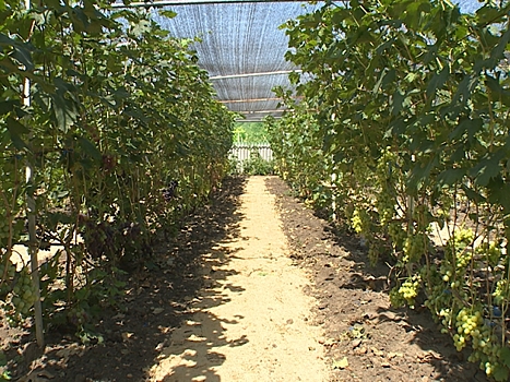 В Темрюкском районе Краснодарского края планируют этой весной заложить питомник саженцев винограда