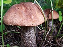 Роскачество рассказало о мерах предосторожности при сборе грибов