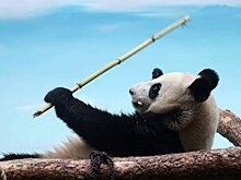 В Московском зоопарке рассказали, как живёт панда Катюша после переезда от мамы