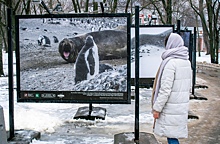 До 22 февраля будет открыта фотовыставка в Воронцовском парке