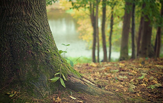 Ученые спрогнозировали реакцию деревьев на изменения климата