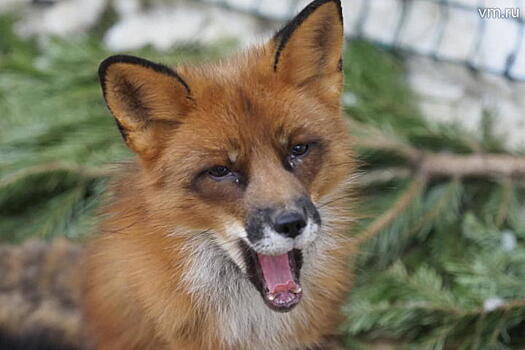 Вместо шапки: спасенные лисы поселились в «Сокольниках»