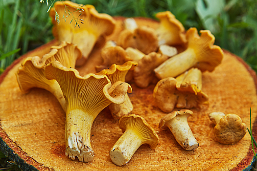 Выросшие в жару лисички оказались опасны