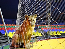 В День защиты детей юные волгоградцы посмотрят цирк онлайн