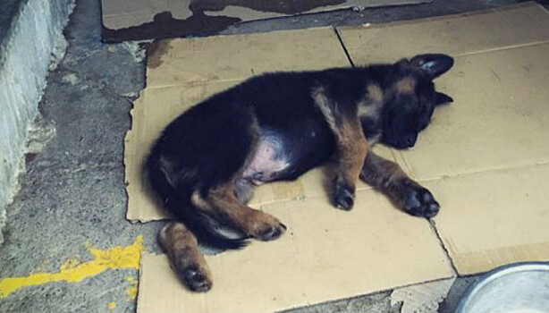 Испанские полицейские приютили щенка и назвали его в честь Стэна Ли
