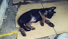 Испанские полицейские приютили щенка и назвали его в честь Стэна Ли