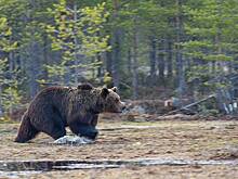 Власти ликвидировали «не того» медведя после нападения на людей на улицах города