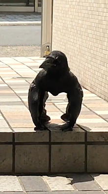 Соцсети озадачила «ворона‐горилла»
