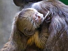 Детенышу капуцина-плаксы из Московского зоопарка дали имя Норман