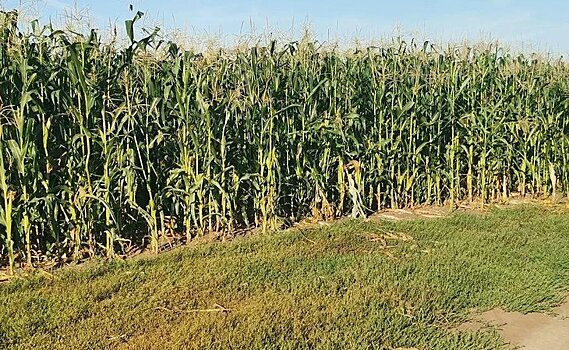 В Курской области проверили на ГМО посевы с гибридами кукурузы