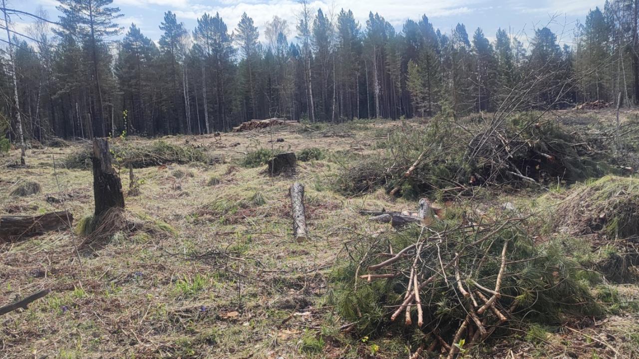 В Красноярском крае по подозрению в незаконной рубке около 450 деревьев задержан предприниматель