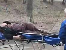 Огромное дерево упало на девушку в Оренбурге, сломав ей позвоночник