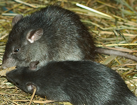 Найден главный переносчик смертельного хантавируса на Мадагаскаре