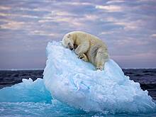 Названы лучшие фотографии диких животных 2023 года