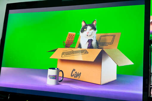Тикток-хаус FrrFrrHouse запустил «Новости из коробки» с котами