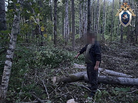 Работодателя осудят из-за смерти вальщика леса в Нижегородской области