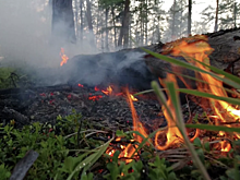 Около 200 административных дел возбуждены в Якутии из-за лесных пожаров
