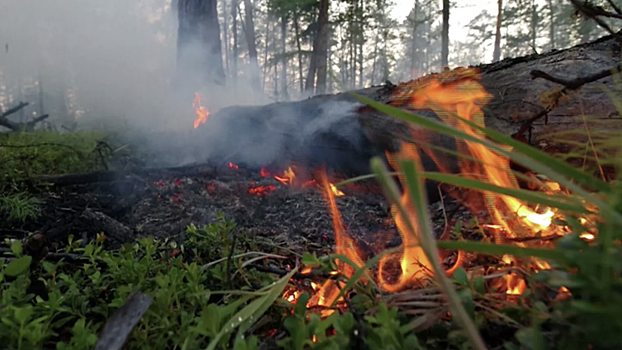 Около 200 административных дел возбуждены в Якутии из-за лесных пожаров