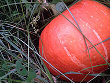 «Не еда, а арт-объект»: 800-килограммовая тыква выросла на подмосковной даче