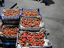 Фермеры Сызранского района обеспечат жителей губернии ягодами, фруктами, зерном и мясом