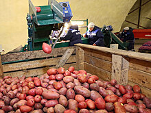 Как донские фермеры объединились ради экспорта сельхозпродукции