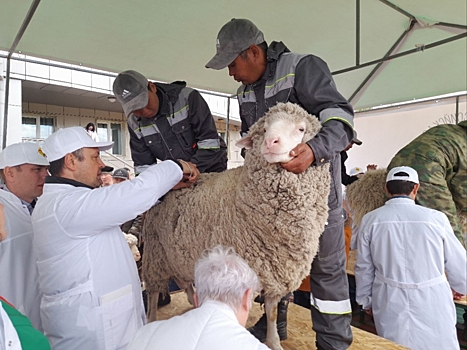 Вице-премьер Бардалеев: Породные качества овец нужно улучшать, пусть растет конкуренция