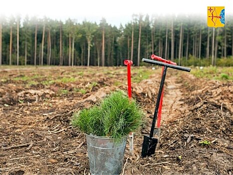 В Кировской области перевыполнили план по восстановлению лесов