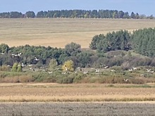 Жители Удмуртии могут увидеть стаи журавлей, улетающих на юг