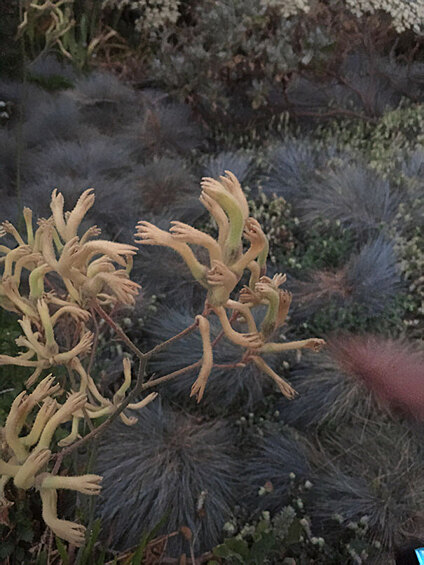 Эти растения выглядят как крошечные руки.