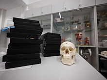 Москвичка попыталась отправить в США череп умершего человека