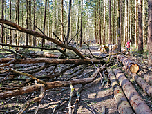 И в лес, и по дрова…