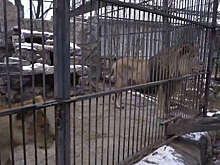 В Васильевке пострадавший при ударе ВСУ лев вернулся к привычной жизни