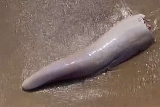 Австралийка нашла на побережье пенис кита