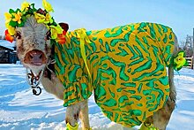 В российском регионе выбрали самую красивую корову