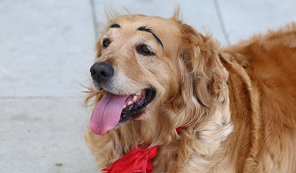 Ученые выявили связь между бровями и прогрессом