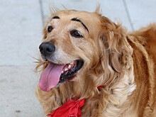 Ученые выявили связь между бровями и прогрессом