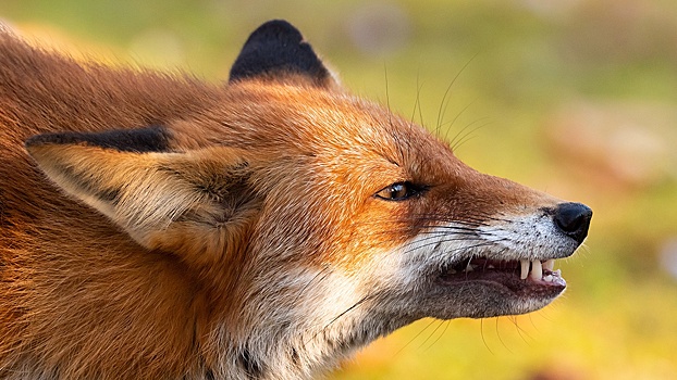 В Новосибирске лиса напала на женщину и погибла после схватки с собакой