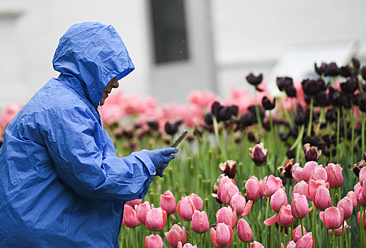 В Москве высадят 12 миллионов тюльпанов