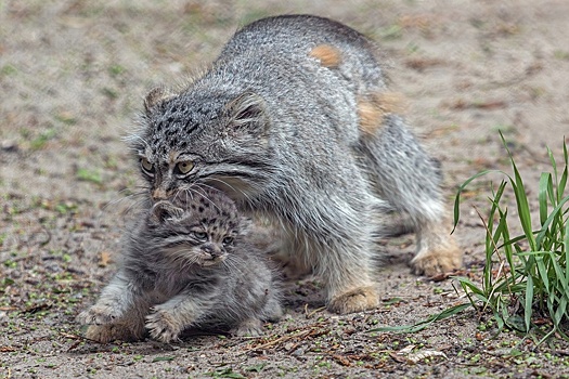 В Новосибирском зоопарке родились 12 котят манула