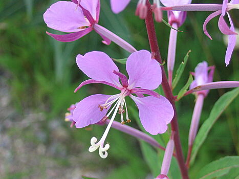 За какие свойства так любят иван-чай