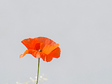 Кейс Flowwow: как комментарии от бренда в соцсетях влияют на его популярность