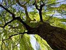 Мужчина в Москве скончался после падения с дерева