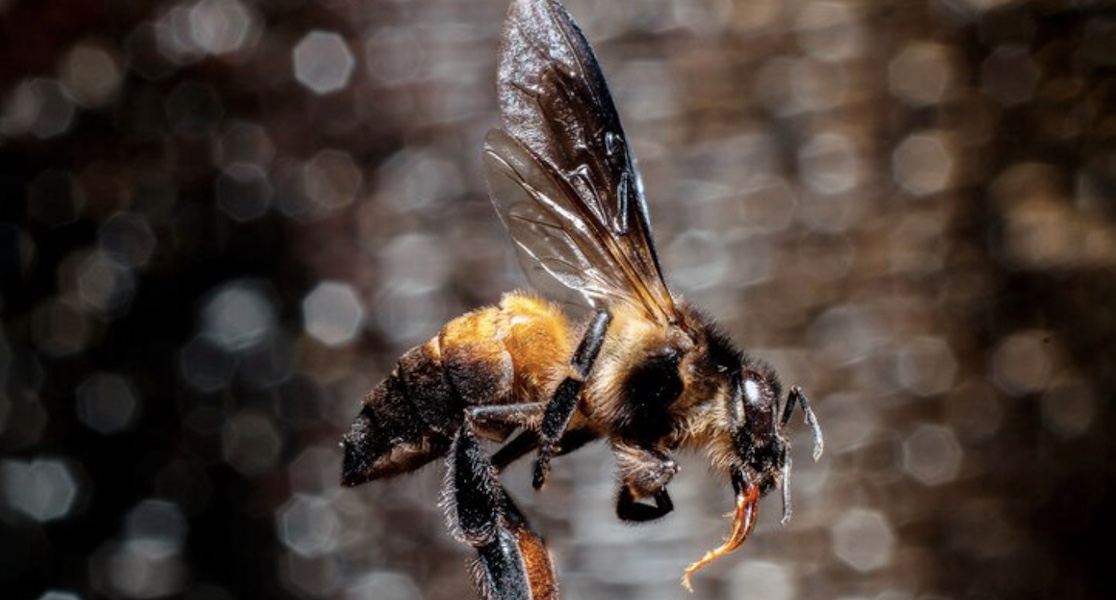 Австралийские ученые нашли новый вид пчел с дьявольскими рожками
