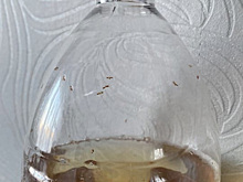 В Новом Уренгое продают лимонад с муравьями