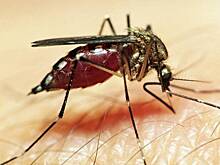 Лето-2021 без комаров ожидает жителей Новосибирска