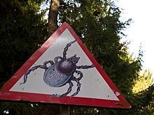 Четыре человека погибли от клещевого энцефалита в Новосибирске