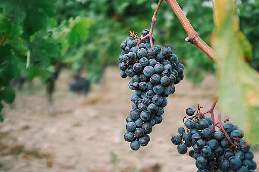 Врач рассказала о влиянии винограда на здоровье