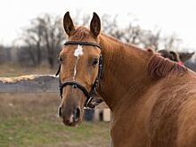 Без контроля. В Адыгее участились ДТП с участием лошадей
