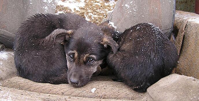 Судьбу бездомных животных решат москвичи